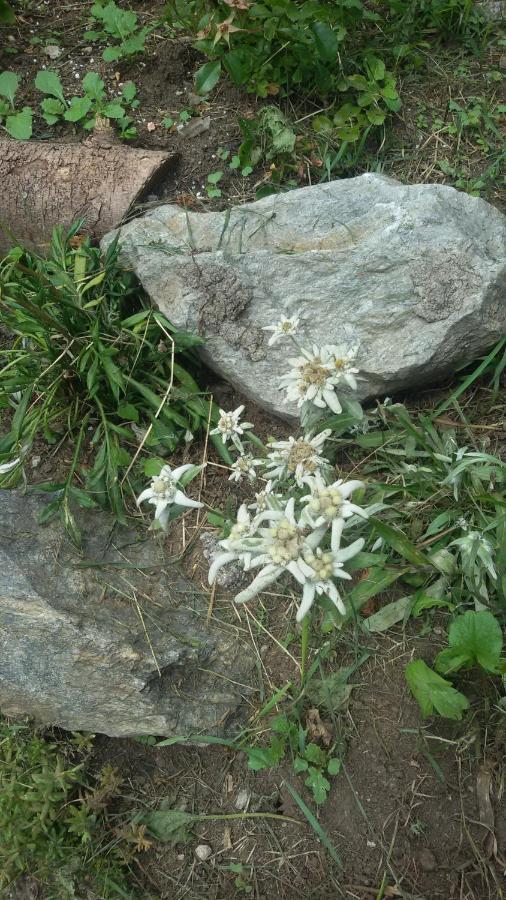 Hotel Rifugio Stella Alpina Saviore dell'Adamello Zewnętrze zdjęcie